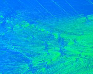 Multiscale Bioimaging Research Group – exploring biology across scales